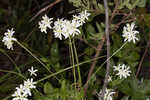 Largeleaf rose gentian